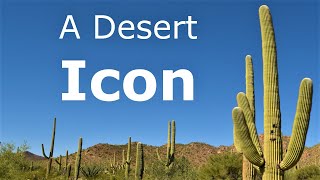 Icon of the American Desert The Mighty Saguaro Cactus [upl. by Pengelly]