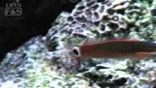 Tail Spot Blenny Ecsenius stigmatura  LiveAquariacom [upl. by Ayotol]