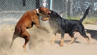 Rottweiler vs Pitbull Who Would Win [upl. by Hendren]