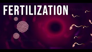 WHAT IS FERTILIZATION [upl. by Acacia]