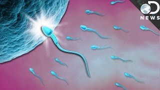 What Exactly Happens When Sperm Meets Egg [upl. by Warfeld]