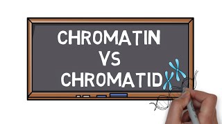 Chromatin Vs Chromatid  What is the Difference  Pocket Bio [upl. by Valaria67]