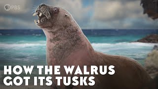 How the Walrus Got Its Tusks [upl. by Ynittirb117]