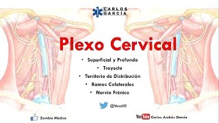 Anatomía  Plexo Cervical Superficial y Profundo Ramos Colaterales Nervio Frénico y Asa Cervical [upl. by Yspyg429]