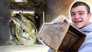 I Trapped Rabbits in Homemade Trap [upl. by Lleuqar]