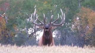 Giant Saskatchewan bull elk [upl. by Tterb]