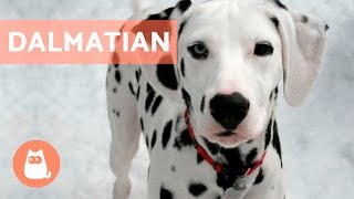 All About the DALMATIAN  Traits and Training [upl. by Nahtannhoj]