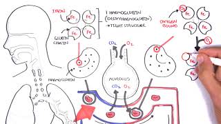 Oxygen  Haemoglobin Dissociation Curve  Physiology [upl. by Ettennad999]