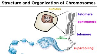 Chromosome Structure and Organization [upl. by Dewhurst]