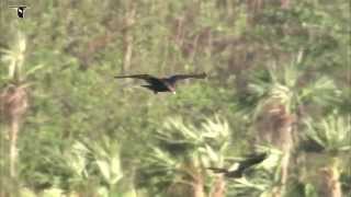 Turkey Vulture in flight [upl. by Eibocaj]