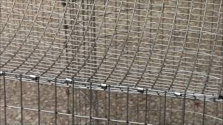 How to Build an All Wire Rabbit Cage [upl. by Leuams756]