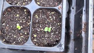 How To Start Echinacea From Seed How To Start Coneflowers From Seed [upl. by Dnalevets428]