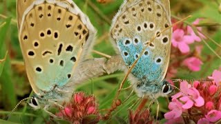 Beautiful Butterfly Moments  BBC Earth [upl. by Hakon]