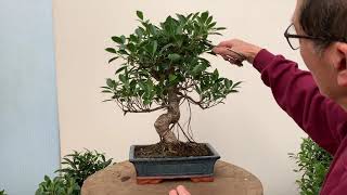 Ficus Bonsai Care and Pruning [upl. by Salmon]