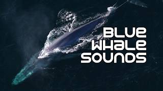 Blue Whales Underwater Sounds [upl. by Caryn]