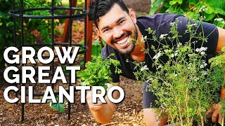 How to Grow CilantroAnd Stop It From BOLTING [upl. by Goulden308]