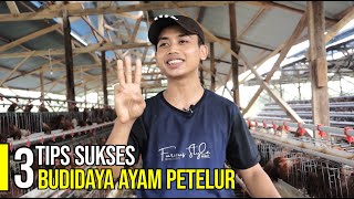 CARA BETERNAK AYAM PETELUR CUKUP LAKUKAN 3 HAL INI DIJAMIN PANEN SETIAP HARI [upl. by Ahsotan96]