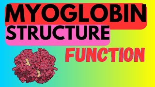 Myoglobin  Structure and Function [upl. by Luckin]