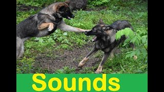 Dog Fight Sound Effects All Sounds [upl. by Toor]