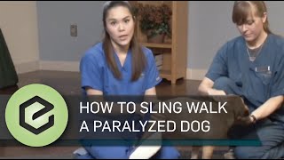 How to Sling Walk a Paralyzed Dog [upl. by Laumas]