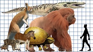 Cenozoic Beast A size comparison [upl. by Tennes]