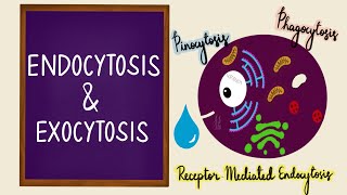 Endocytosis  Exocytosis  Vesicular Transport  Bulk Transport  Membrane Transport  Cell [upl. by Ratib]