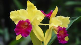 Growing and Repotting Cattleya Orchids [upl. by Merth]