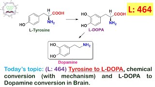 L 464Tyrosine to LDOPA mechanism amp LDOPA to Dopamine conversion in Brain by Dr Tanmoy Biswas [upl. by Rothwell]