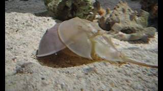 Molting horseshoe crab [upl. by Butch]