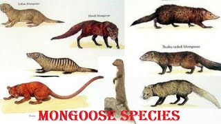 Mongoose Species  All Mongoose Species Of The World [upl. by Allimaj]