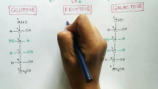 Carbohydrates  Monosaccharides  Glucose  Fructose  Galactose [upl. by Etnelav136]