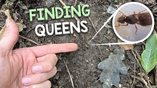 Finding Queen Ants amp Colonies 4  My Trip to Fox Burrow Woods UK [upl. by Cohby]