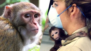 What I saw working in a monkey research facility [upl. by Seaman]