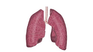 Basic respiratory examination demo [upl. by Belinda]