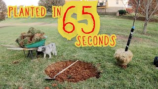 Planting a Tulip Poplar in 65 Seconds  Liriodendron Tulipifera [upl. by Jeannette]