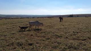 Laçando vaca brava 🤠🐴🐮 [upl. by Franchot]