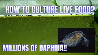 How to Culture Daphnia Secret Method to Breed MILLIONS  Simply Aquatic [upl. by Mendoza]