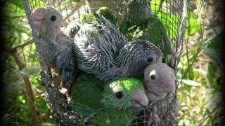 How a Parrot Learns its Name in the Wild [upl. by Christina]