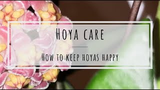 Hoya Houseplant Collection Tour and Care Tips  A Beginners Plant  Yay or Nay [upl. by Day]