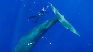 The Best Whale Moments Captured on Film  Top 5  BBC Earth [upl. by Amiaj]