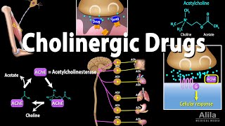 Cholinergic Drugs  Pharmacology Animation [upl. by Fredie]