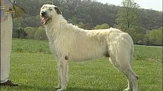 AKC Dog Breed Series  Irish Wolfhound [upl. by Sitra]