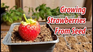 How To Growing Strawberries From Seeds 2019 [upl. by Vasos]