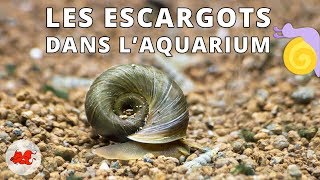 Les Escargots dans laquarium [upl. by Roane]