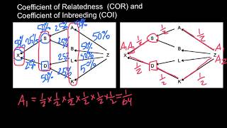 Coefficient of Relatedness and Coefficient of Inbreeding Explained [upl. by Whittaker]