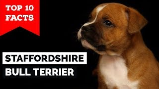 Staffordshire Bull Terrier – Top 10 Facts Staffy Terrier [upl. by Alisander]