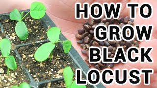 How To Grow Black Locust Trees From Seed [upl. by Yellac]