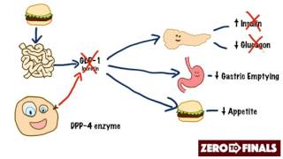 How does sitagliptin work DPP4 inhibitors and GLP1 mimetics [upl. by Anaytat]