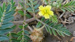 Gokshura or Tribulus Terrestris  Medicinal Herb [upl. by Irelav988]