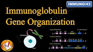 Immunoglobulin Gene Organization FLImmuno43 [upl. by Maurizia241]